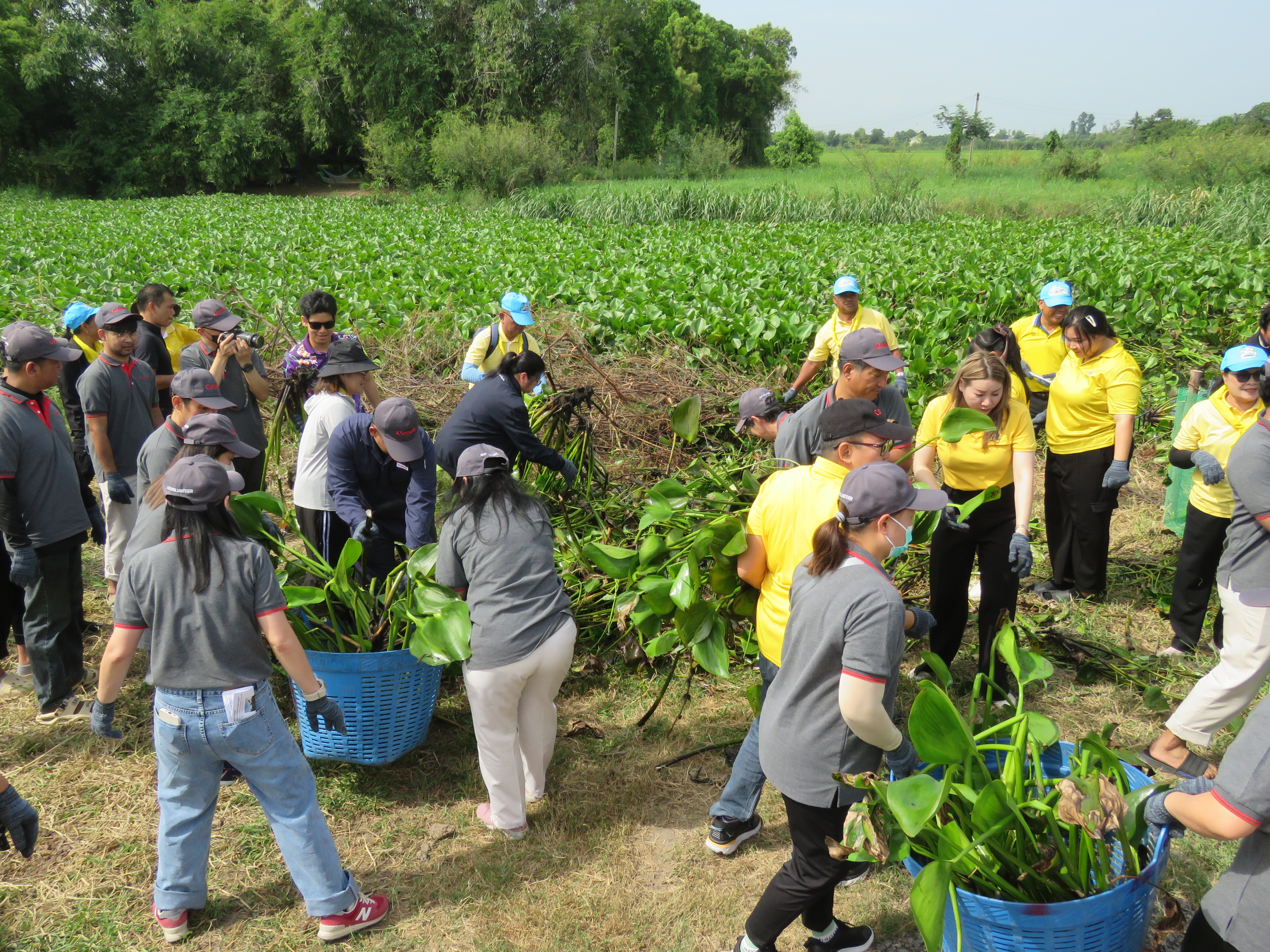 removing-water-hyacinths